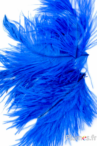 Autruche têtes - 10-15 cm - turquoise